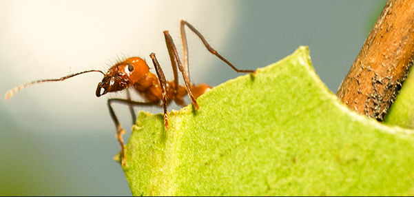 fourmis 3